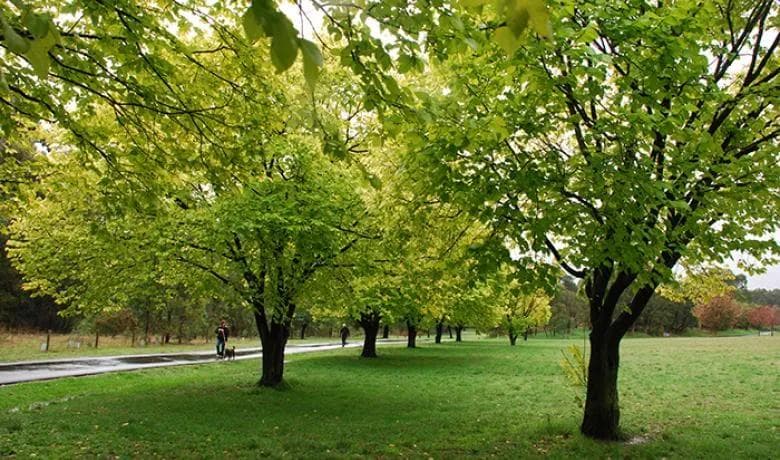 House cleaning in Doncaster East, Melbourne